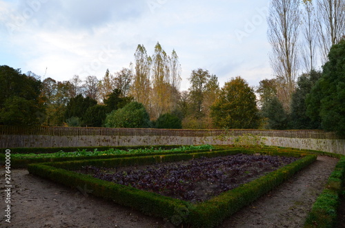 garden with vegetables
