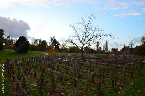 vineyard in the sunset