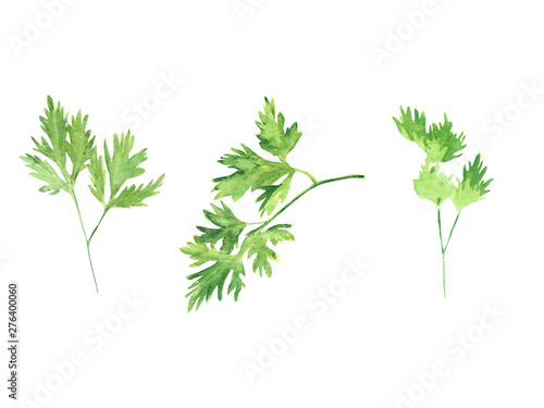 Hand painted Watercolor illustration fresh greens set -  parsley leaf isolated on white background. for design Food journal, magazine article, recipe book picture, menu . Eco, organic food.