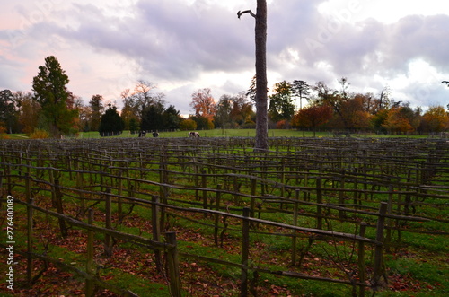 vineyard in autumn