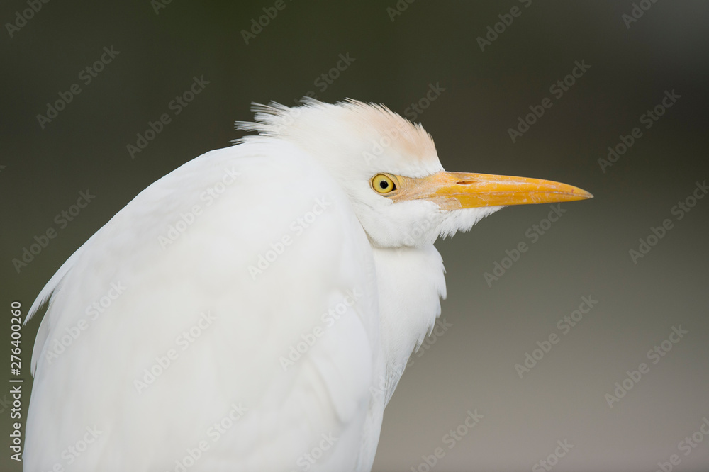 Cattle Egret Portrait Cattle Egret Portrait