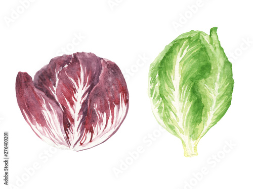  Watercolor illustration fresh greens set - radiccio and romano salad isolated on white background. for design Food journal, magazine article, recipe book picture, menu . Eco, organic food.