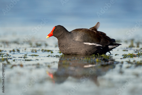 Common Gallinule in Calm Water