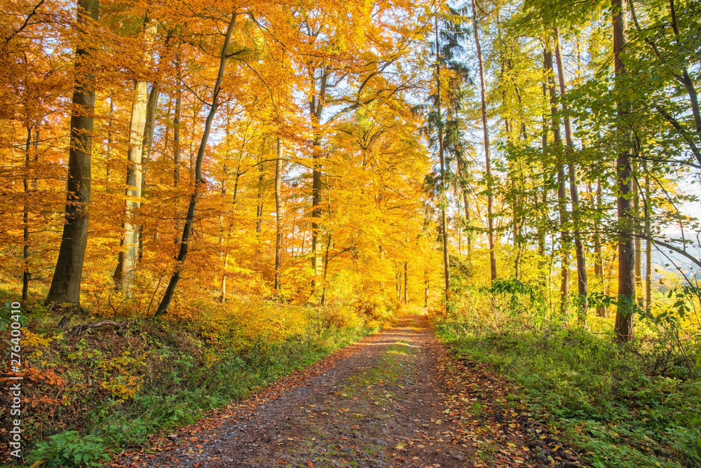 Fototapeta premium Waldweg im herbstlichen Wald