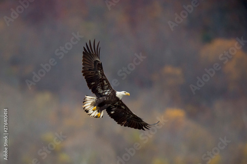 Adult Bald Eagle with WIngs Spread