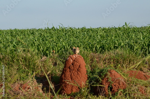 Religião, vegetação, paisagem, por-do-sol, fauna, flora, noite, nuvem, coruja