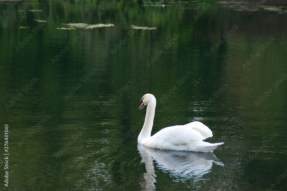Swan swimming in a lake