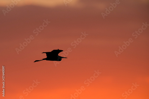 Heron Silhouette Flying Against Bright Orange Sky