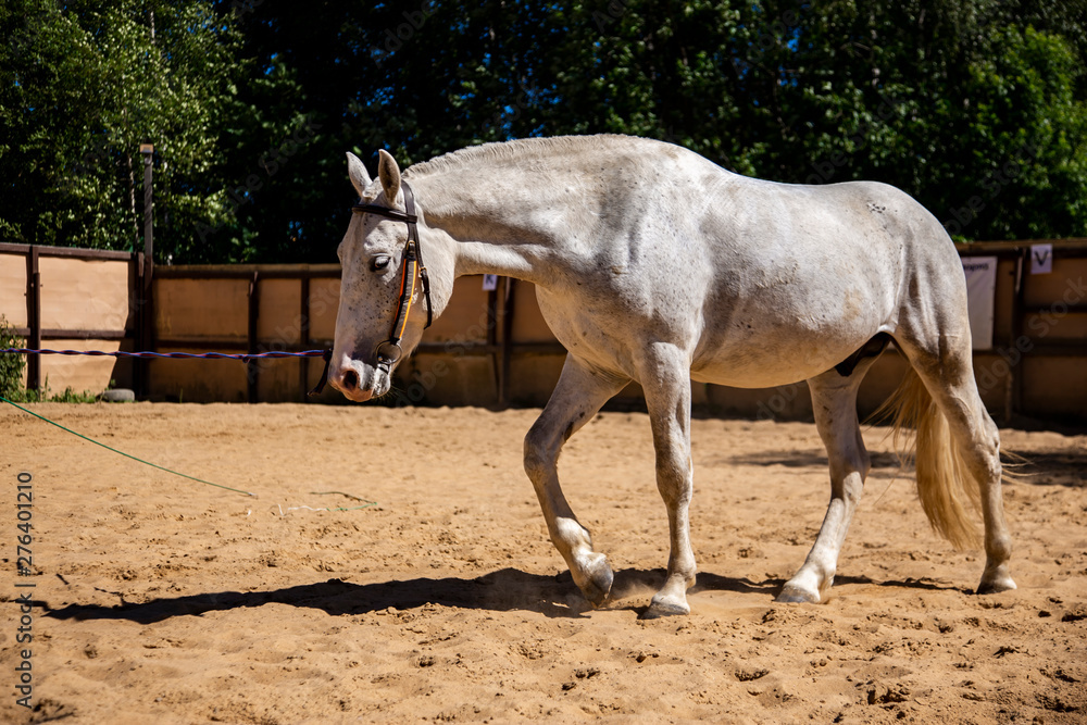Fototapeta premium White horse in the paddock