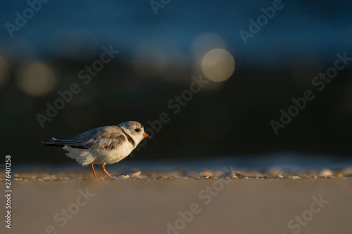 Piping Plover on the Beach