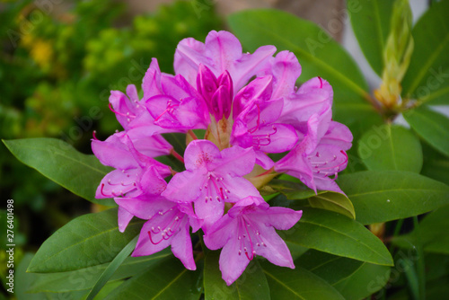 Flowers in closeup