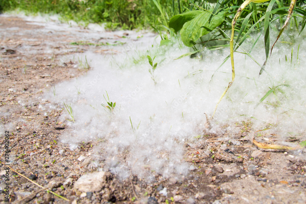 Poplar fluff and allergies. Poplar fluff and allergies.