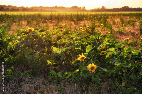 Beautiful sunflower field in summer in sunset