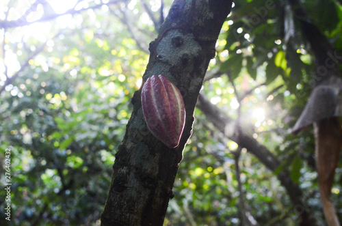 industria de cacao