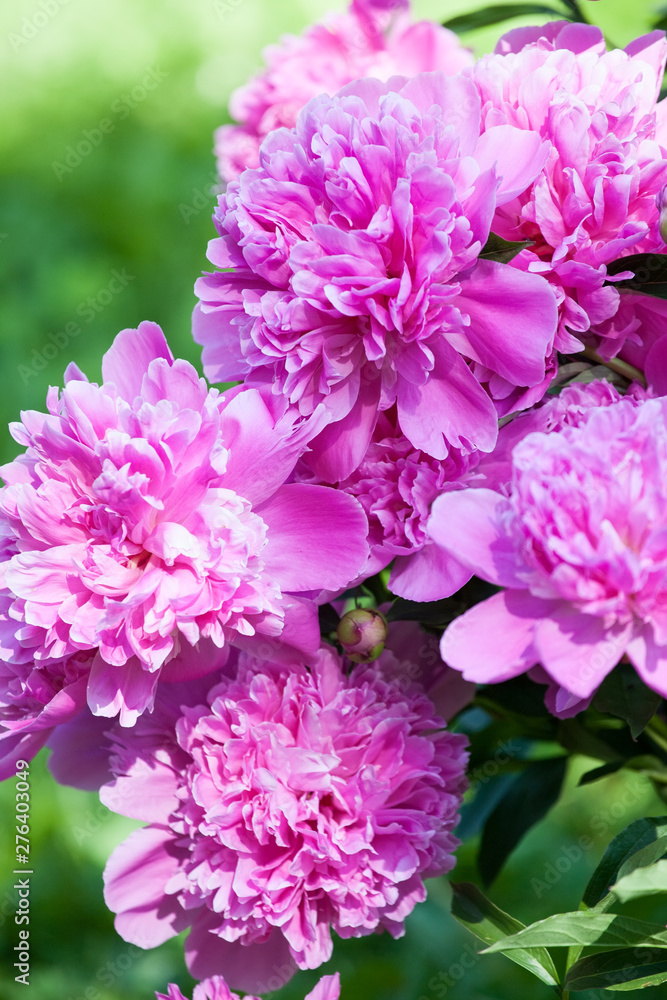 Obraz premium pink peony flowers closeup petals macro view