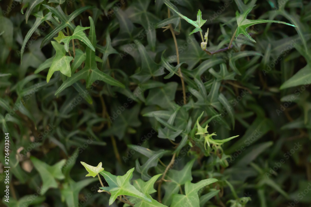 Hedera helix growing on a wall. Nature background Hedera helix growing on a wall. Nature background