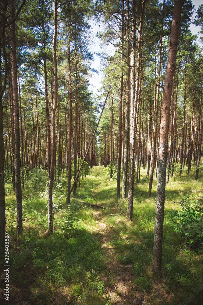 Obraz premium beautiful forest floor, forest clearing