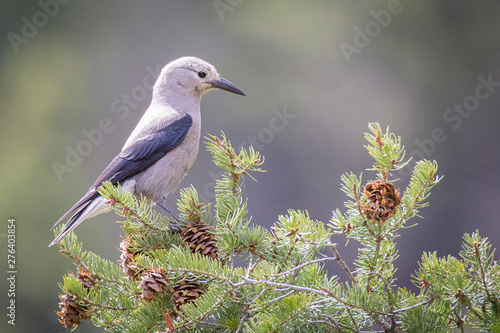 Clark's Nutcracker photo