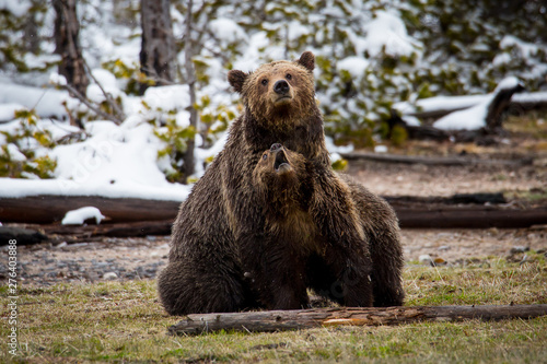 Bear and Cub © Taylored Photos