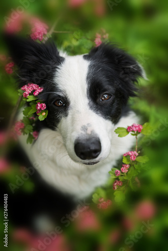 Young border collie dog with flowers