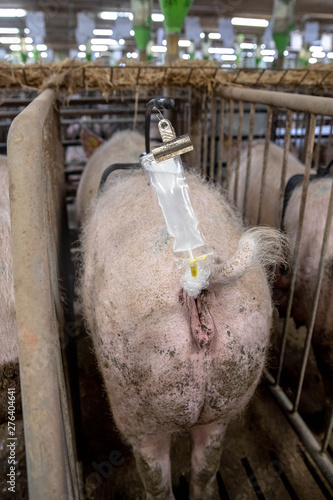 Inseminated sows in pig farms photo