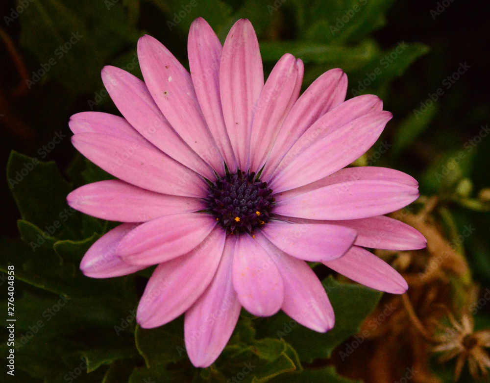 Fototapeta premium Planta Rosa