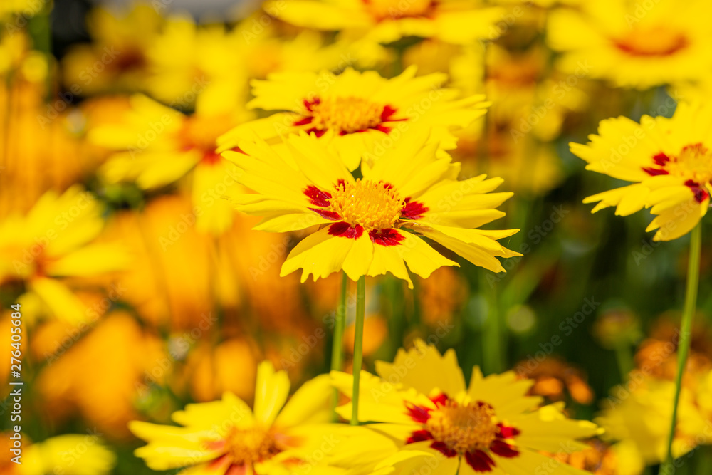 Beautiful blooming tickseed in July Beautiful blooming tickseed in July