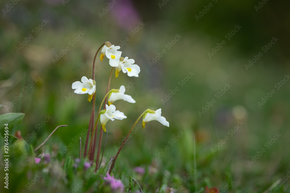 Closeup of alpine butterwort in the Austrian Alps Closeup of alpine butterwort in the Austrian Alps