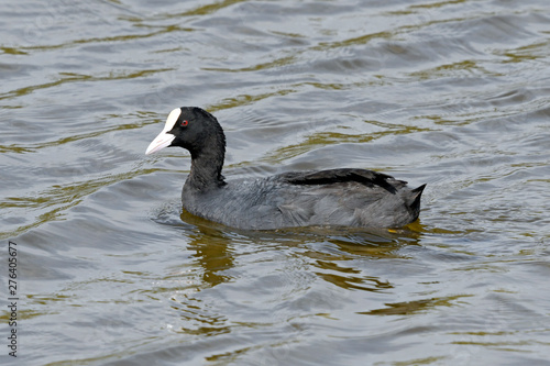 Blässhuhn (Fulica atra) - Eurasian coot photo