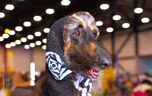 The Afghan Hound. photo