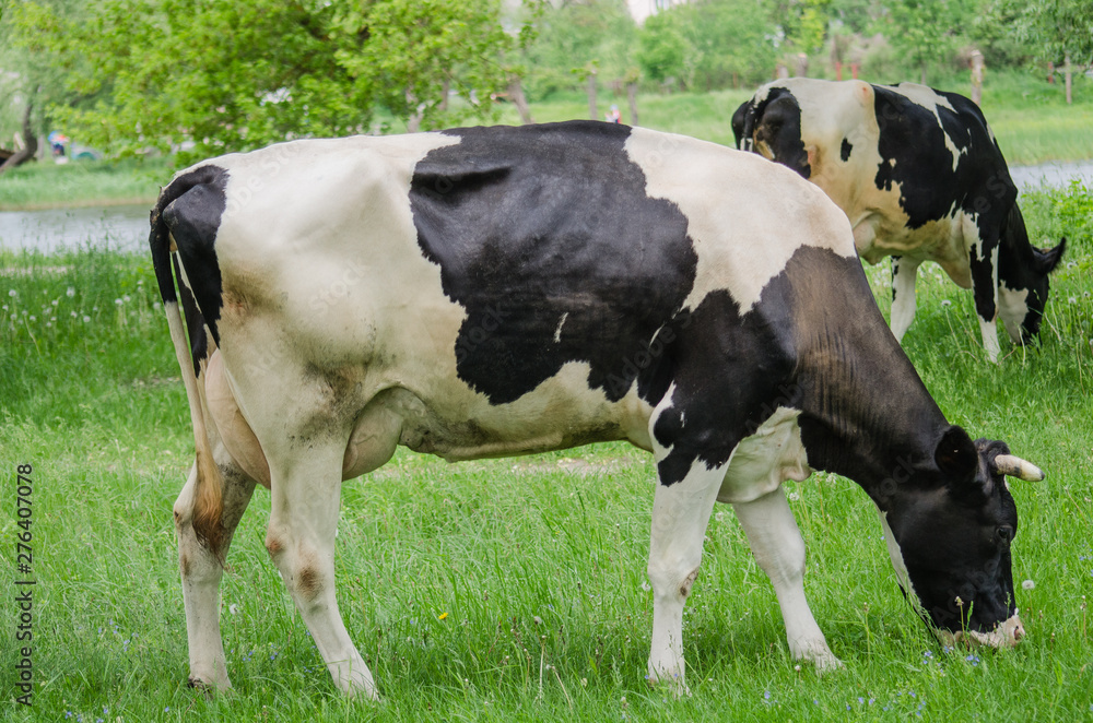 Cows on a summer pasture. Nature. farmland concept Cows on a summer pasture. Nature. farmland concept