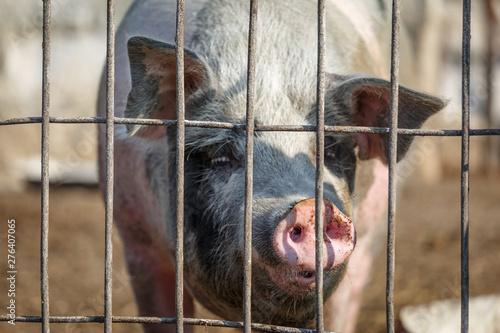 Sad lonely pig look through the metal bars. Livestock farm. Meat industry. Animals rights concept. Horizontally framed shot.