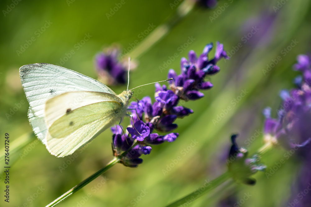 SChmetterling im Grünen