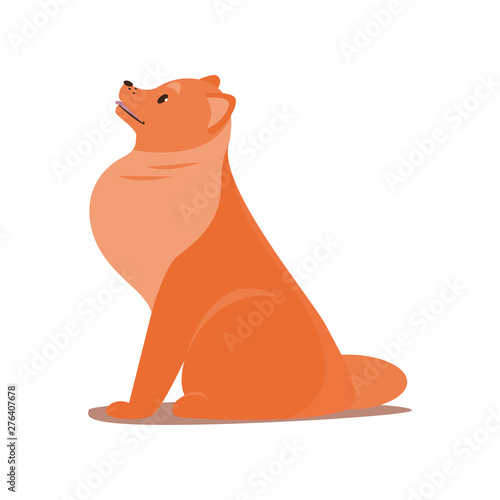 Cute red spitz dog looking to his lovely owner