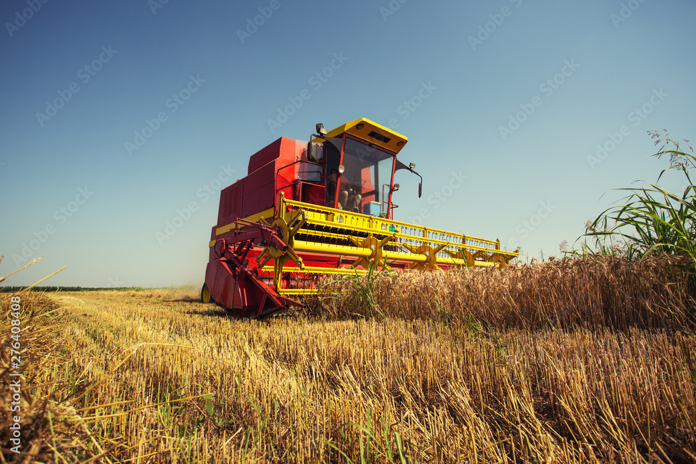 Fototapeta premium Combine harvester working on a wheat field