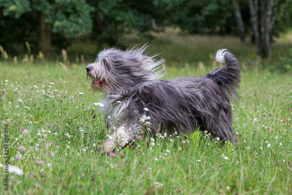 Hund reinrassiger bearded Collie beim spielen auf einer Blumenwiese im Frühling mit wehendem Fell Hund reinrassiger bearded Collie beim spielen auf einer Blumenwiese im Frühling mit wehendem Fell