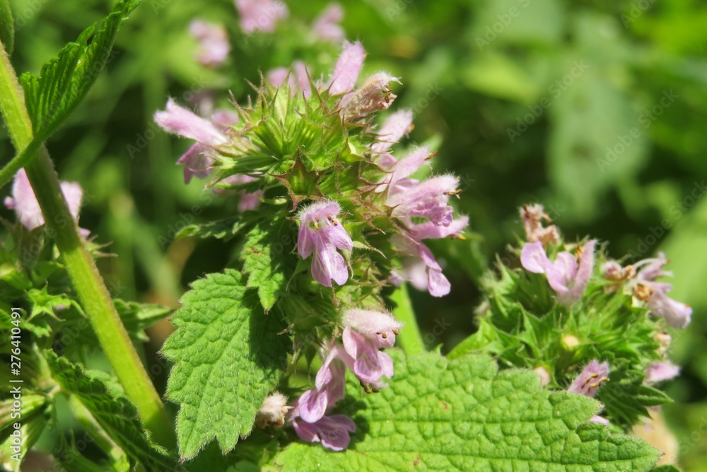 Lamium purpureum plant