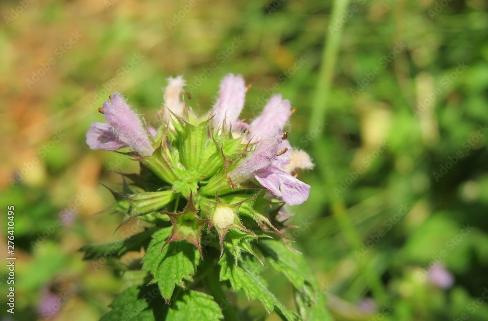 Lamium purpureum plant Lamium purpureum plant