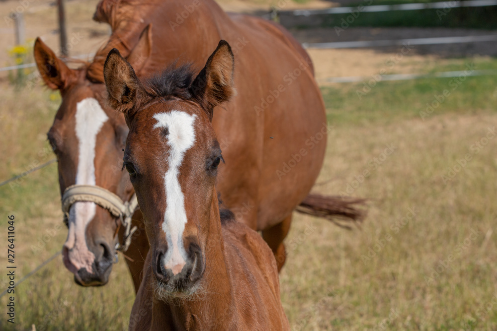 Fototapeta premium Mutterstute mit Fohlen kommen auf den Betrachter zu