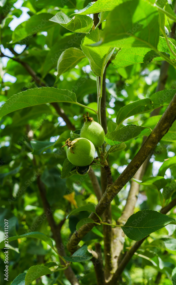 Fruits entwined after the flowering of green apples on the branch. Fruits entwined after the flowering of green apples on the branch.