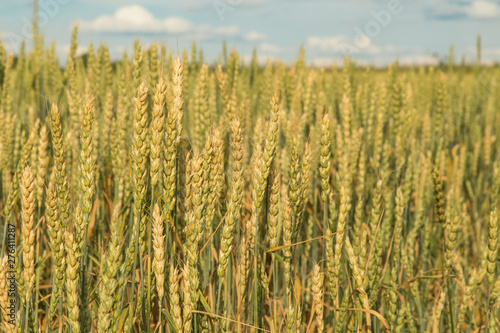 Wheat ears in field close-up in sunlight  harvest