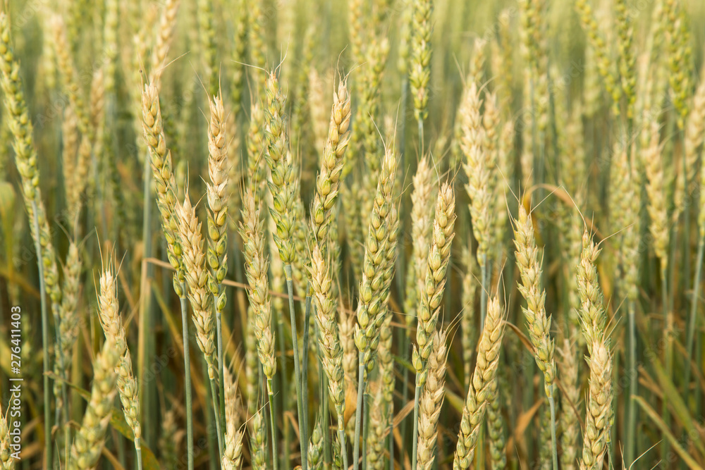 Green yellow wheat ears in field close up, background texture Green yellow wheat ears in field close up, background texture