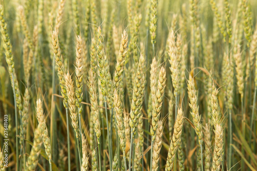 Green yellow wheat ears in field close up  background texture