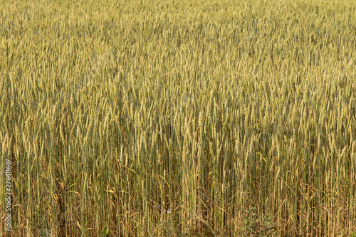 Green yellow wheat ears in cereals field, background texture