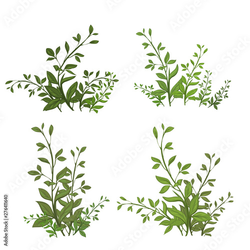 ector A large set of botanical elements - herbs  leaves. Collection of garden