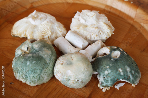 Russula virescens, a beautiful green russula, commonly Greencracked Brittlegill edible mushroom on wooden plate, very tasty, macro photography, from the forest