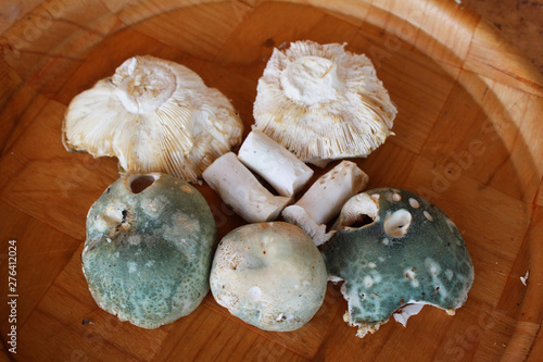 Russula virescens, a beautiful green russula, commonly Greencracked Brittlegill edible mushroom on wooden plate, very tasty, macro photography, from the forest photo