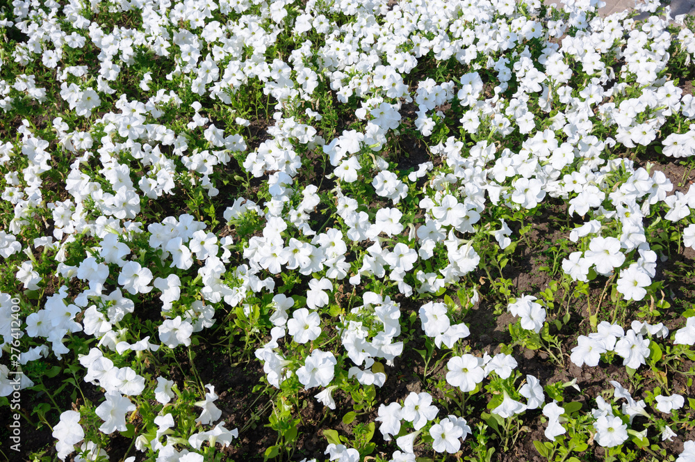 Many white flowers of Petunia in the park.