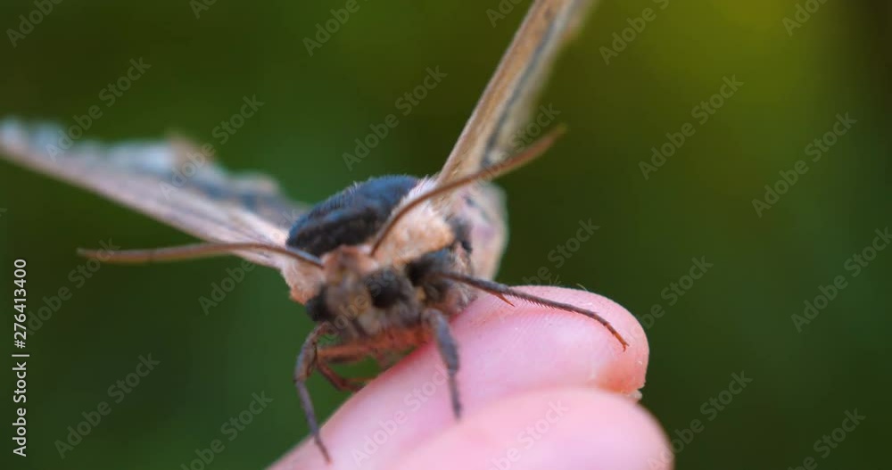 On a sunny day in the forest in nature, a butterfly (hawk moth) sits on a human hand and prepares to take off, then the butterfly flies away beautifully. Concept of: Nature, Environment, Rare species. On a sunny day in the forest in nature, a butterfly (hawk moth) sits on a human hand and prepares to take off, then the butterfly flies away beautifully. Concept of: Nature, Environment, Rare species.
