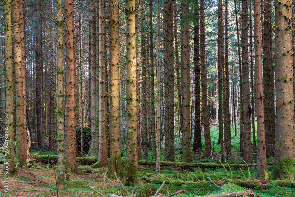 Naklejka premium Pine forest in Scotland